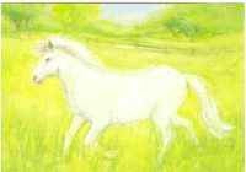 Postkarte, Das weiße Pferd